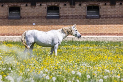 Horse paddock