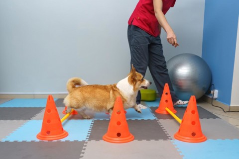 Dog rehabilitation under human care. Animal health