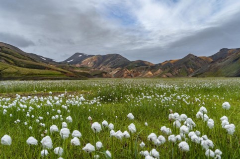 Green meadow with cotton grass in front of rhyolite mountains