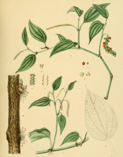 Piper thwaitesii