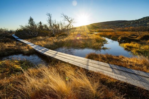 Hiking trail on the plateau in Fulufjaellet National Park