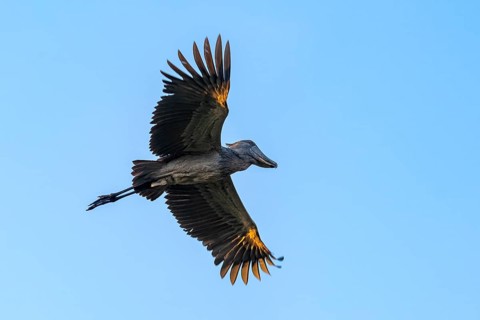 Shoebill