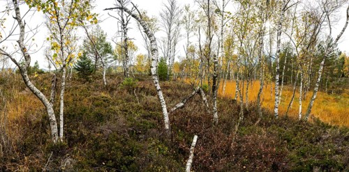 Autumn in the Kendlmuehlfilzen high moor