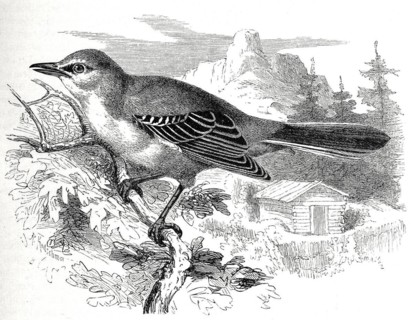 Bird
