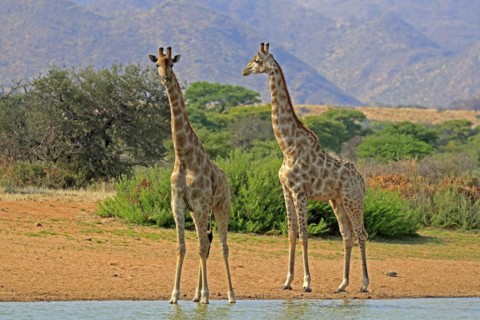 Southern giraffe