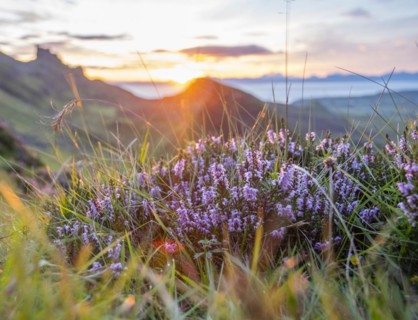 Close-up of Heather with Quiraing in the background