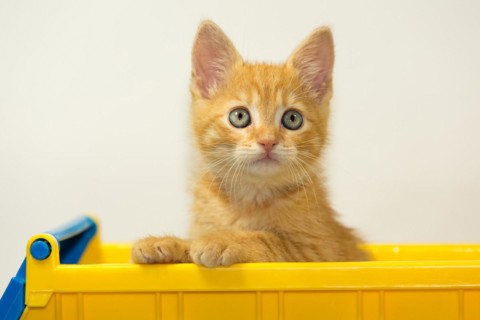 Young cat posing in the home studio on a white background. Inside