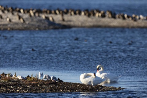 Mute Swan