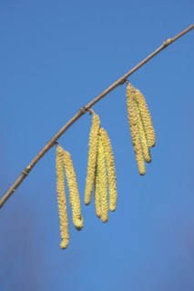 Common hazel