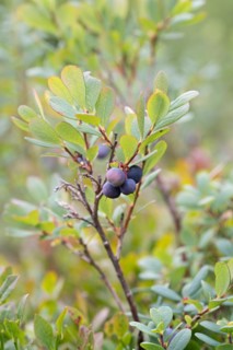 Bog bilberry