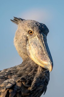 Shoebill