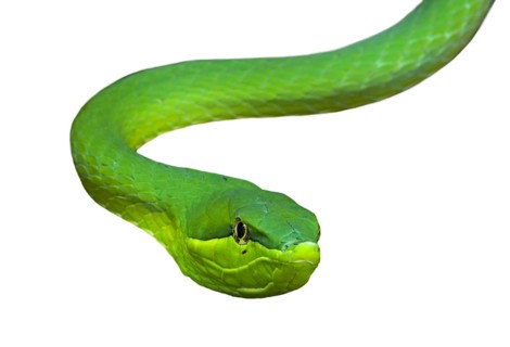 Green vine snake