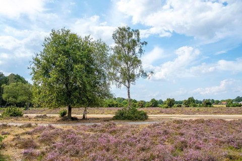 Buurserzand Nature Reserve