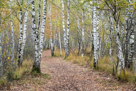 Autumn in the Kendlmuehlfilzen high moor