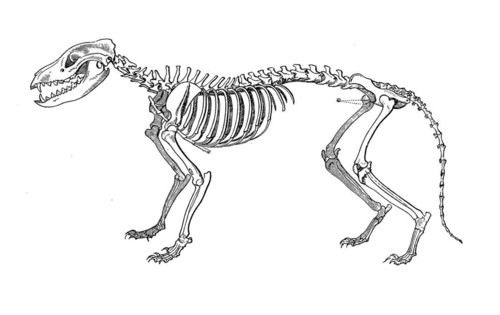 Skeleton of the marsupial wolf