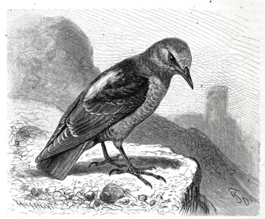 Bird