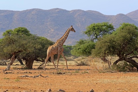 Southern giraffe