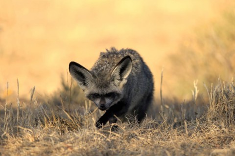 Bat-eared fox