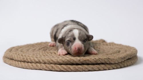 Ten days old excellent puppies of the Welsh Corgi Pembroke