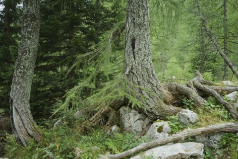 European larches