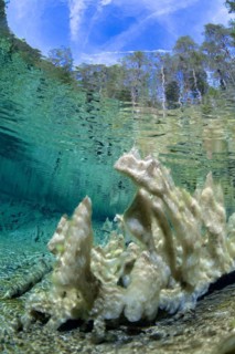 Underwater photo of the spring pool