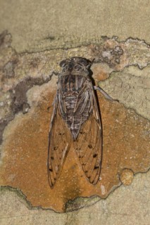 Cicada