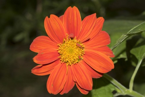 Red sunflower
