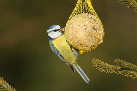 Blue tit