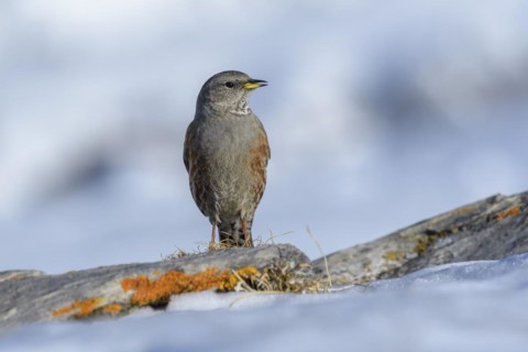 Alpine Accentor