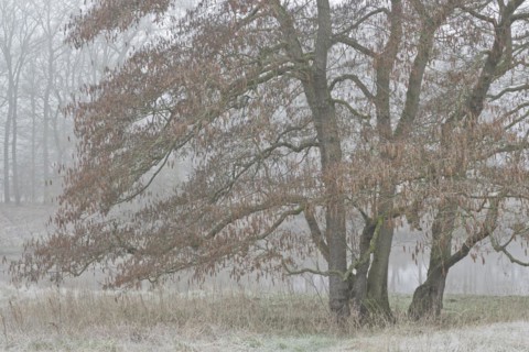 Alder