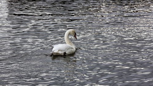 Mute swan