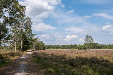 Buurserzand Nature Reserve
