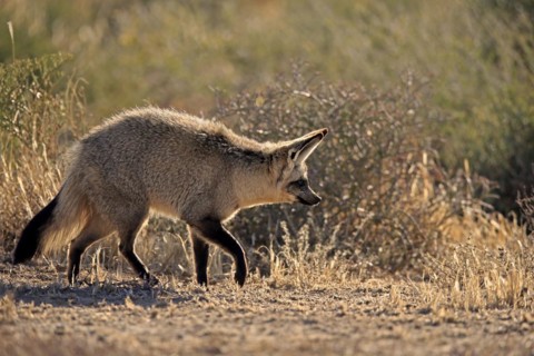 Bat-eared fox