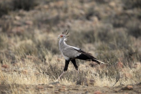 Secretary bird