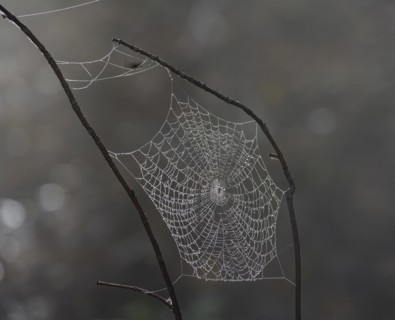 Spider webs wetted by dew