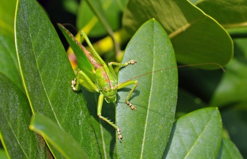Close-up