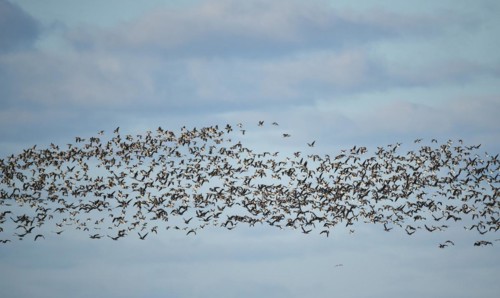 Canada Geese