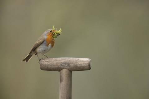 European robin