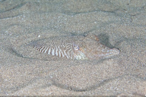 Common cuttlefish