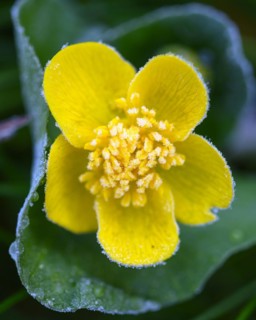 Marsh marigold