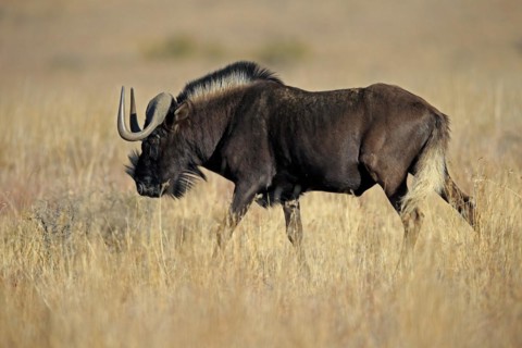 White-tailed gnu