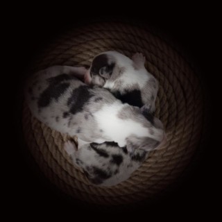 Ten days old puppies of the Welsh Corgi Pembroke
