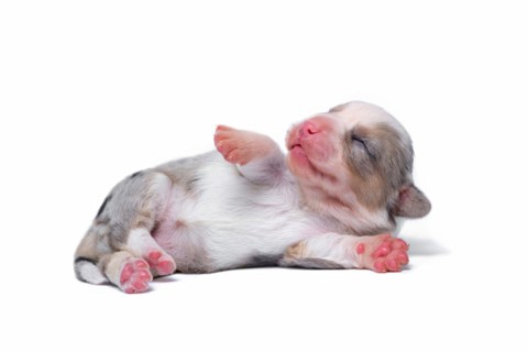 Ten days old excellent puppies of the Welsh Corgi Pembroke