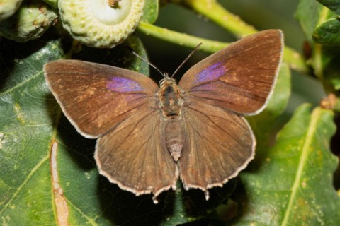 Blue oak butterfly female butterfly with open wings sitting on green leaf from behind