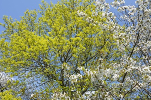 Norway maple