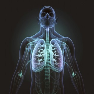 Transparent human with view of lungs
