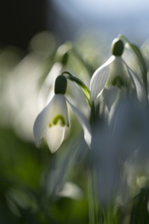 Common snowdrop