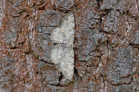 Engrailed
