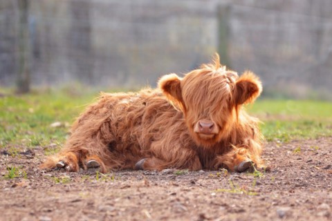 Cute young Scottish Highland Cattle calf with light brown long and scraggy fur lying on ground