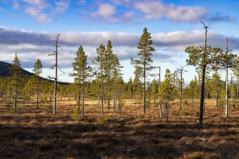 Spruce trees in Fulufjaellet National Park